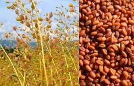 Bayer и BP создали альянс для вывода на рынок биотоплива из рыжика - agroexpert.md