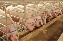 Чума ударила по свиноводству Молдовы: перспективы восстановления - agroexpert.md