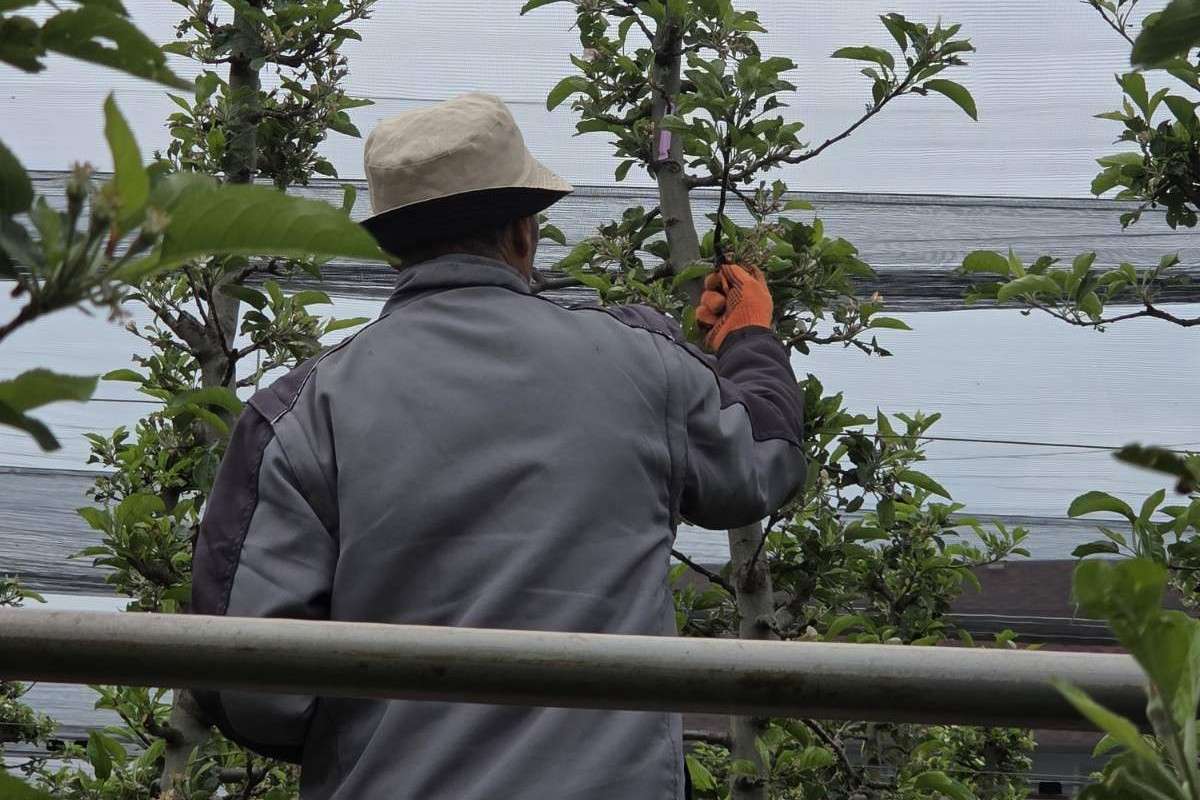 Combaterea dăunătorilor în livezi: cum ajută feromonii agricultura modernă - agroexpert.md