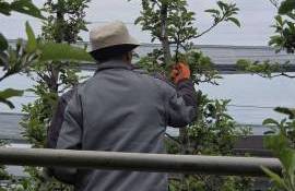 Combaterea dăunătorilor în livezi: cum ajută feromonii agricultura modernă - agroexpert.md