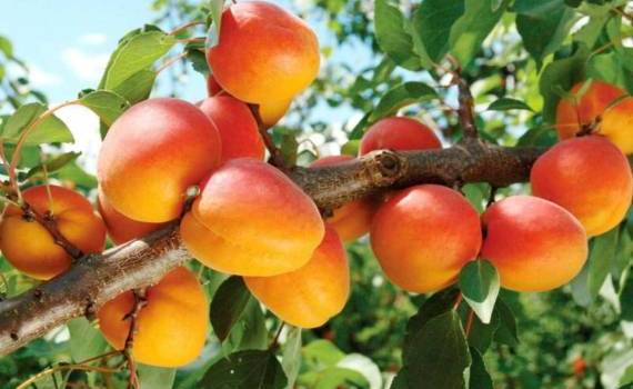 В Европе прогнозируют обильный урожай абрикосов - agroexpert.md