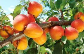 В Европе прогнозируют обильный урожай абрикосов - agroexpert.md