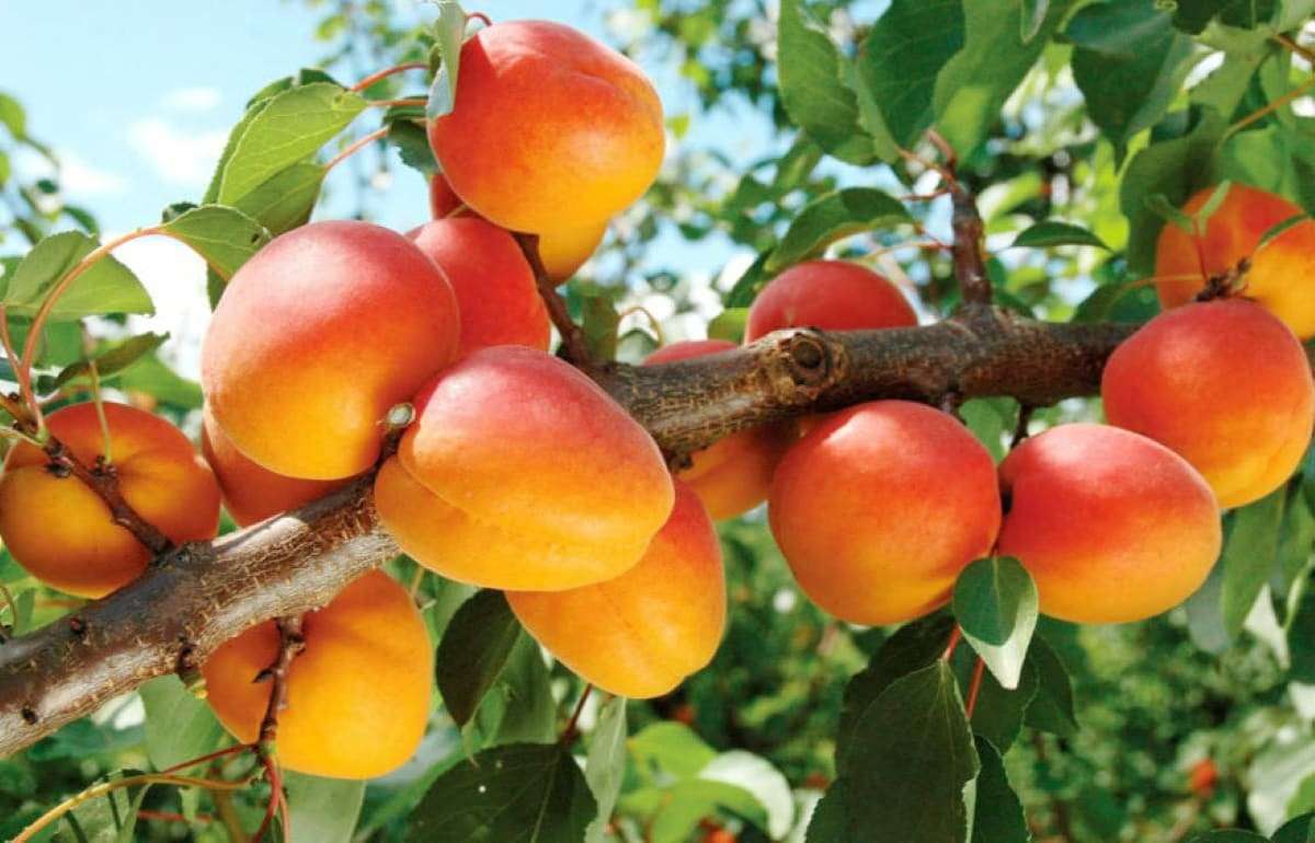 В Европе прогнозируют обильный урожай абрикосов - agroexpert.md