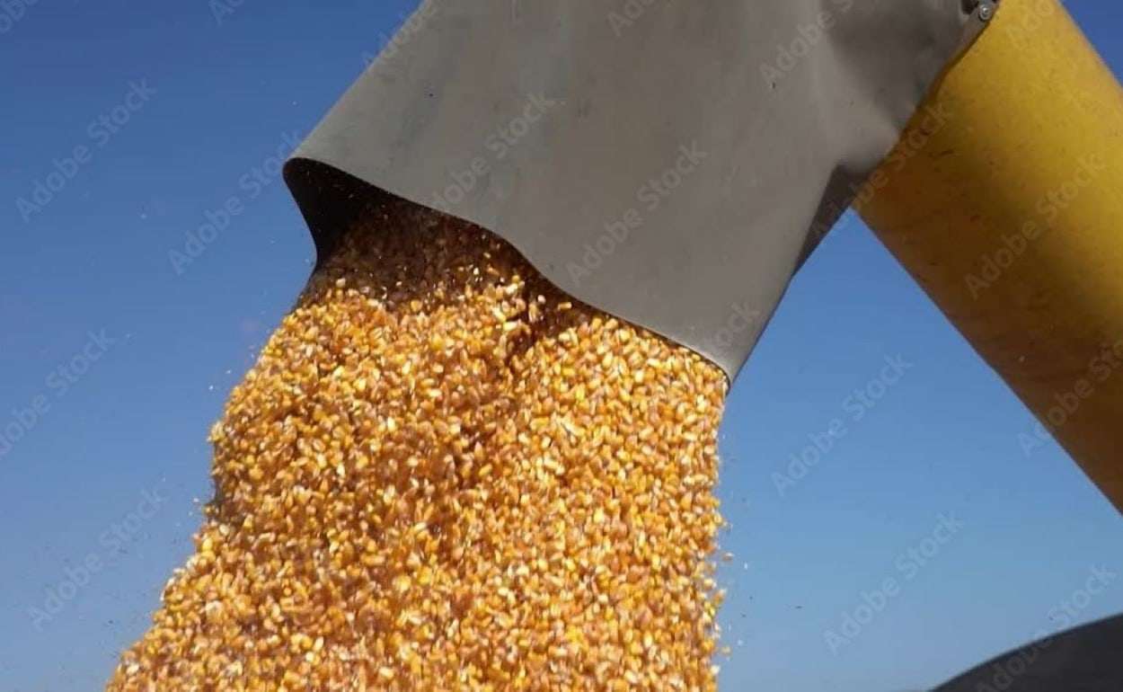 Несмотря на сложные погодные условия Украина увеличит экспорт кукурузы - agroexpert.md