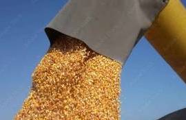 Несмотря на сложные погодные условия Украина увеличит экспорт кукурузы - agroexpert.md