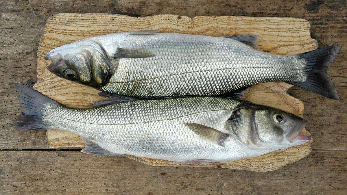 braconaj piscicol - agroexpert.md