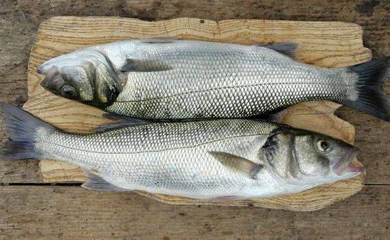 braconaj piscicol - agroexpert.md