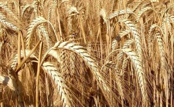 Озимое тритикале: прокладывает путь к высоким урожаям кукурузы и сои - agroexpert.md