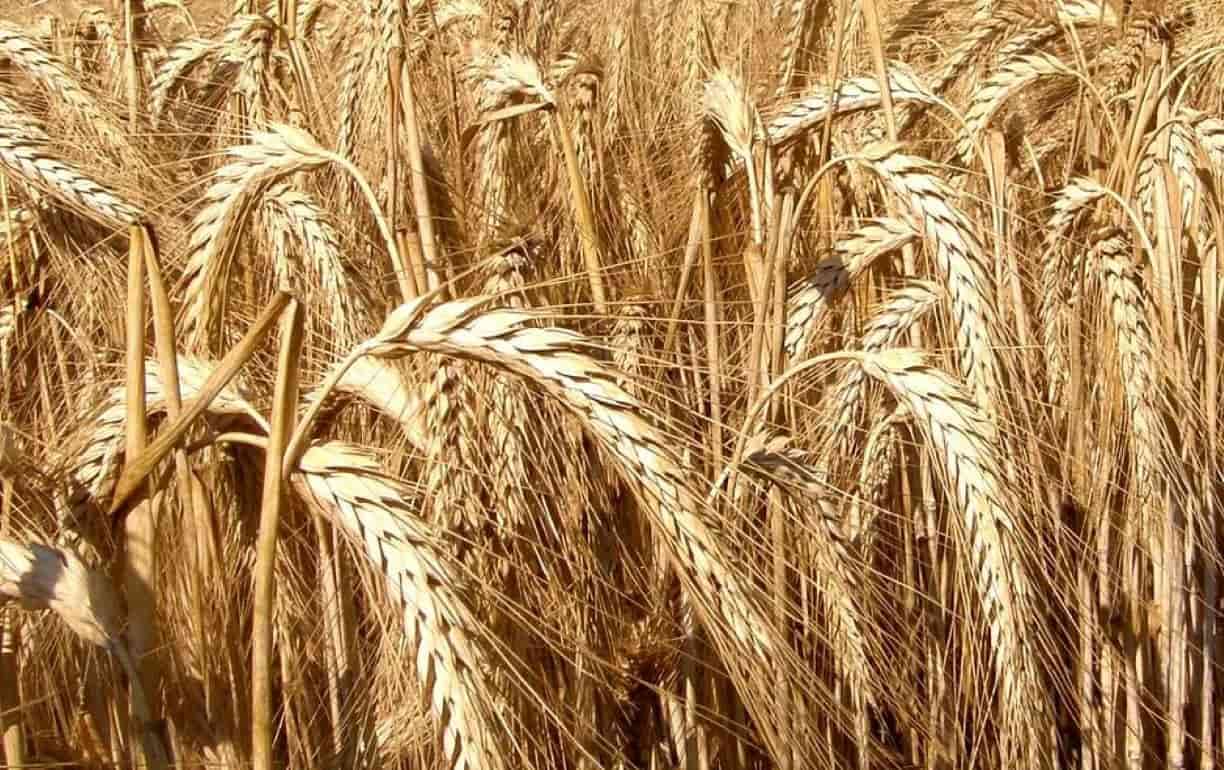 Озимое тритикале: прокладывает путь к высоким урожаям кукурузы и сои - agroexpert.md