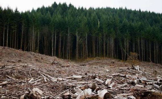 defrișare ilegală Ocnița - agroexpert.md