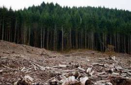 defrișare ilegală Ocnița - agroexpert.md