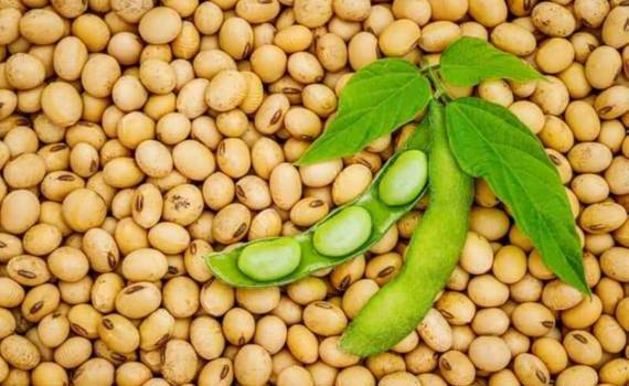 Высокий спрос на сою стимулирует рост мирового экспорта - agroexpert.md
