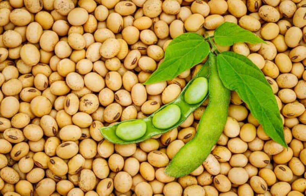 Высокий спрос на сою стимулирует рост мирового экспорта - agroexpert.md
