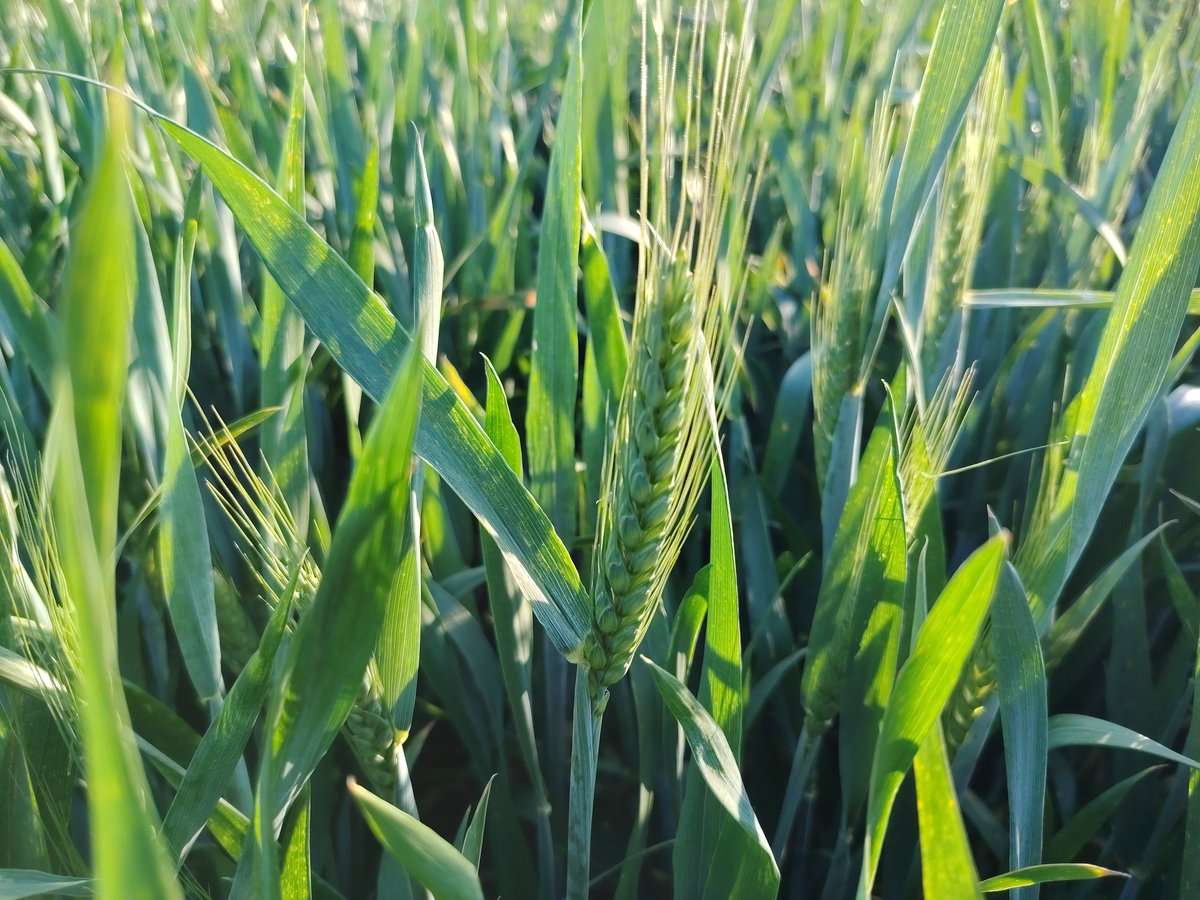 starea grânelor 2026 - AGROEXPERT.MD