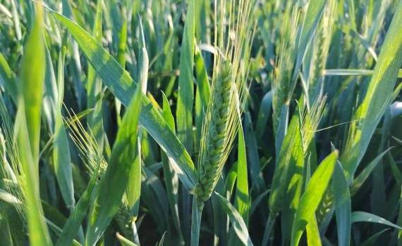 starea grânelor 2026 - AGROEXPERT.MD