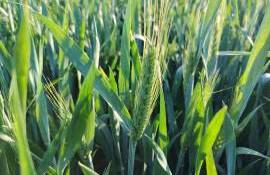 starea grânelor 2026 - AGROEXPERT.MD