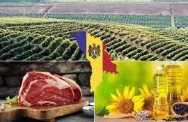 Аграрное производство Молдовы выросло почти на 14% в 2025 году - agroexpert.md