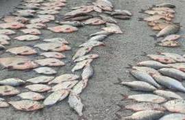 Pescuit ilegal la Dubăsari: prejudicii de peste 372 de mii de lei - agroexpert.md