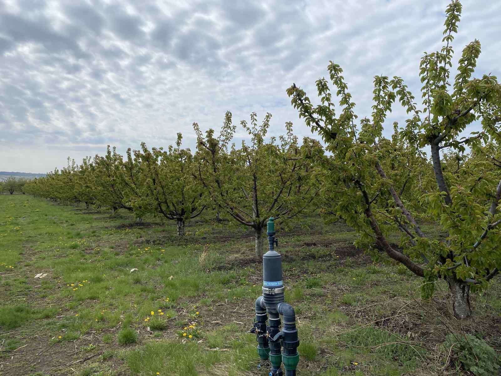Cum influențează calitatea apei eficiența tratamentelor în livezi - agroexpert.md