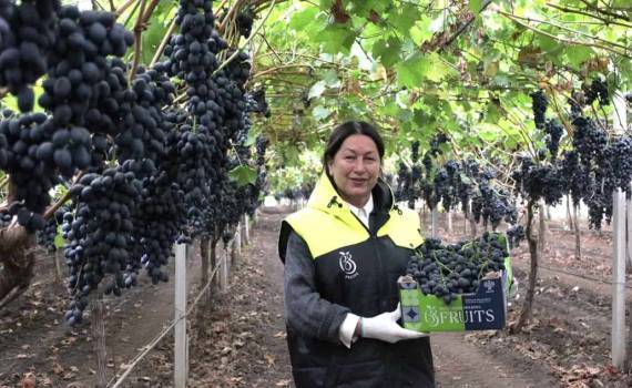 Модель агробизнеса из Гагаузии: путь производителей на рынок ЕС  - agroexpert.md