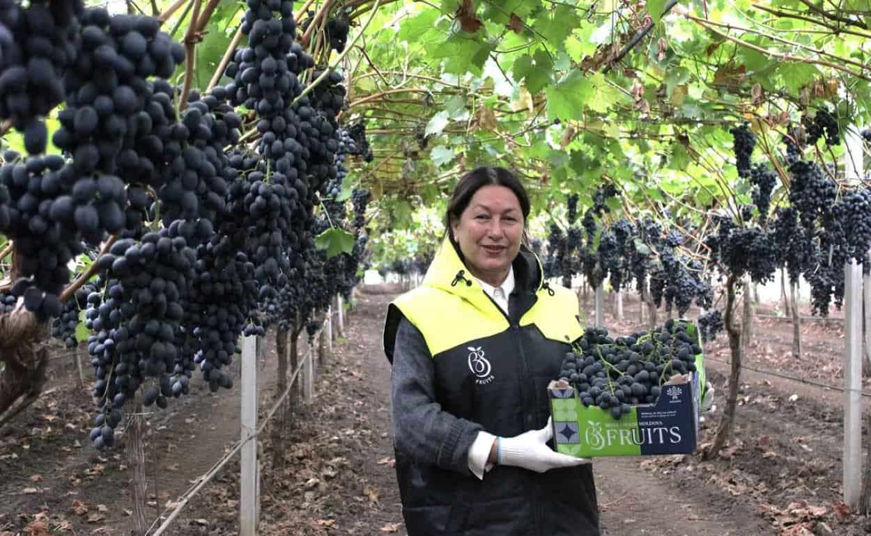 Модель агробизнеса из Гагаузии: путь производителей на рынок ЕС  - agroexpert.md