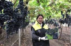 Модель агробизнеса из Гагаузии: путь производителей на рынок ЕС  - agroexpert.md