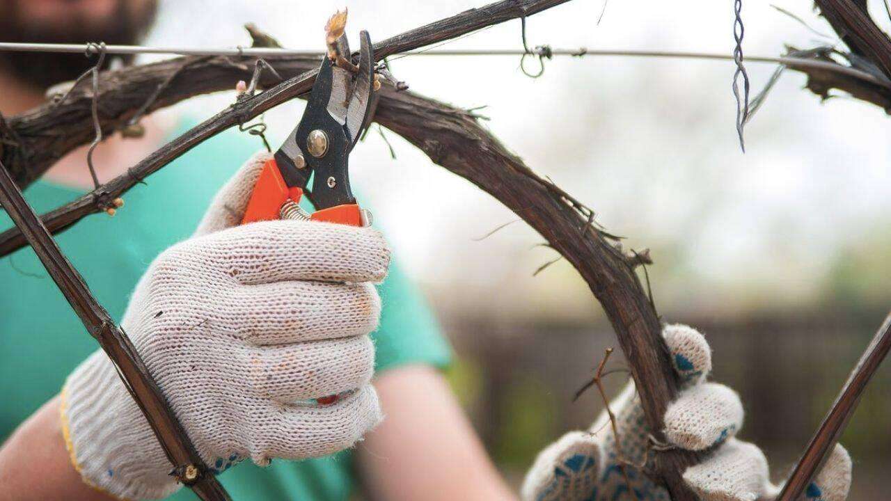 agricultură - agroexpert.md