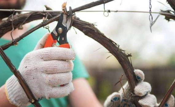 agricultură - agroexpert.md