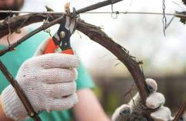 agricultură - agroexpert.md