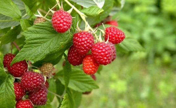 utilizarea minoră a preparatelor la bacifere - AGROEXPER.MD