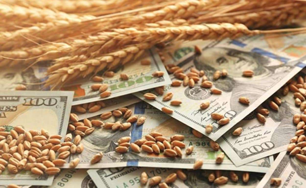 Цены на румынскую пшеницу растут из-за снижения ожидаемого урожая в ЕС - agroexpert.md
