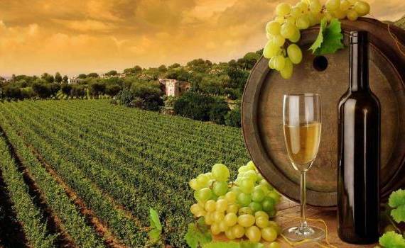 Industria vinului din Republica Moldova are o nouă viziune de dezvoltare - agroexpert.md