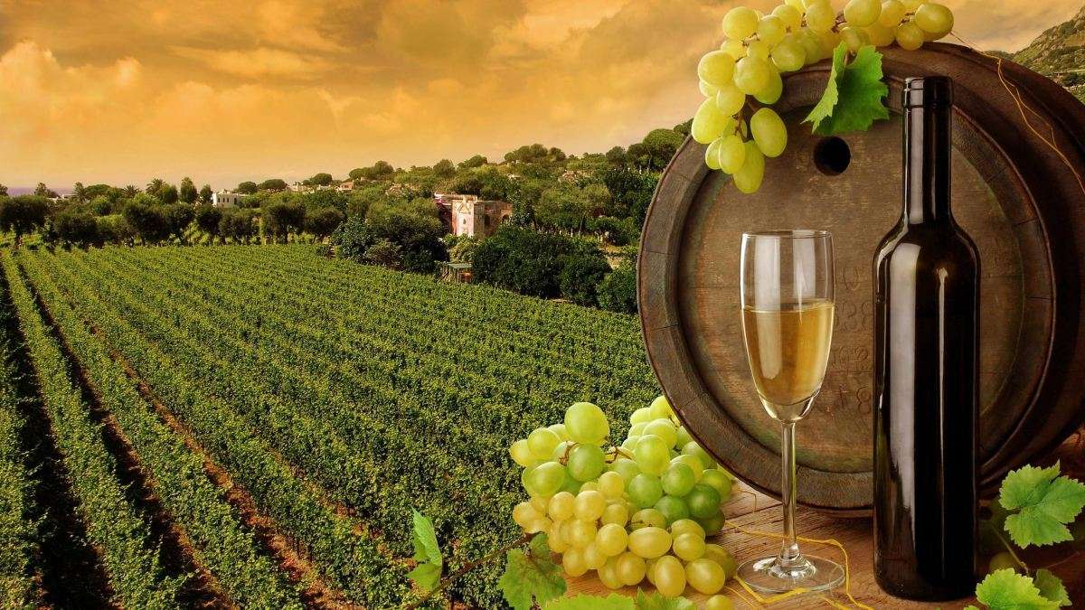 Industria vinului din Republica Moldova are o nouă viziune de dezvoltare - agroexpert.md