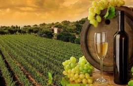 Industria vinului din Republica Moldova are o nouă viziune de dezvoltare - agroexpert.md