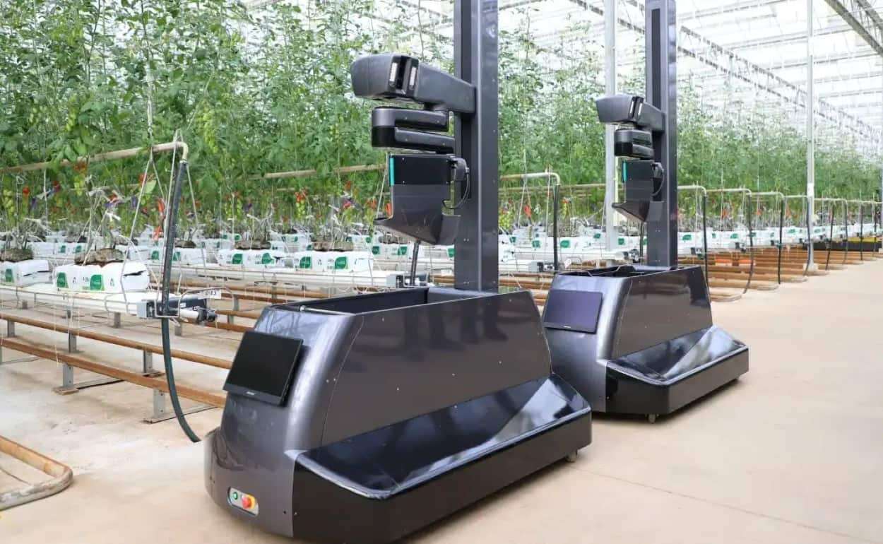 Первый бельгийский фермер начинает работать с роботом для сбора томатов черри - agroexpert.md