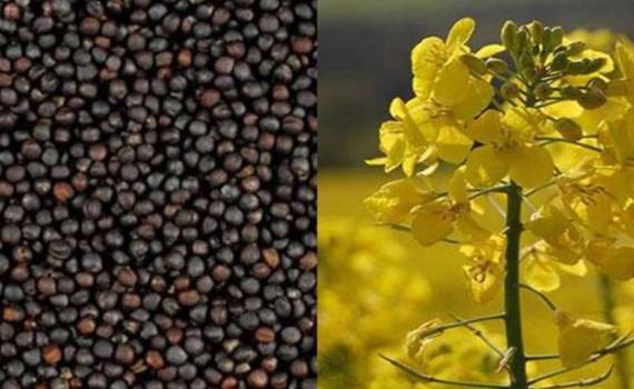 Рынок рапса: большой урожай и ожидания нового сезона - agroexpert.md