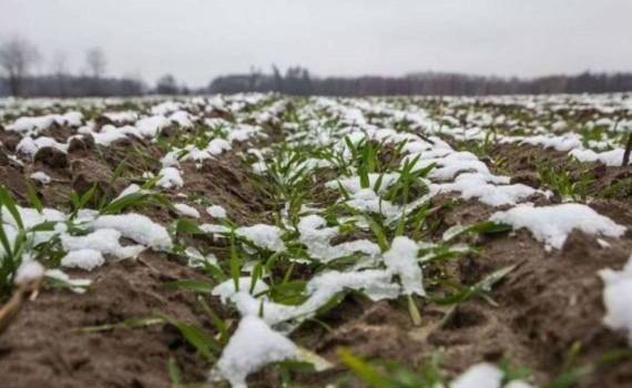 Озимые в Европе находятся в удовлетворительном состоянии — MARS - agroexpert.md