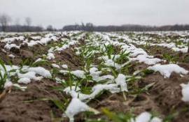 Озимые в Европе находятся в удовлетворительном состоянии — MARS - agroexpert.md