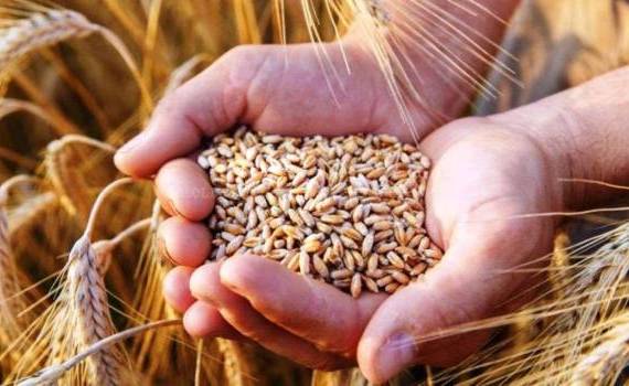 Se modifică cerințele pentru exportul de grâu în Indonezia din 1 iunie - agroexpert.md