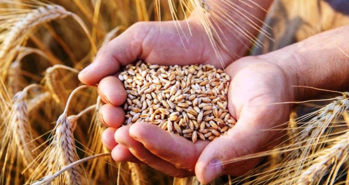 Se modifică cerințele pentru exportul de grâu în Indonezia din 1 iunie - agroexpert.md