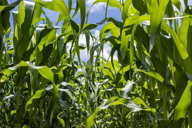Produsele biologice ajută culturile  azotul - agroexpert.md
