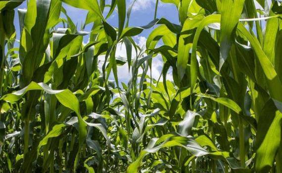 Produsele biologice ajută culturile  azotul - agroexpert.md