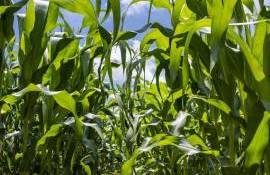 Produsele biologice ajută culturile  azotul - agroexpert.md