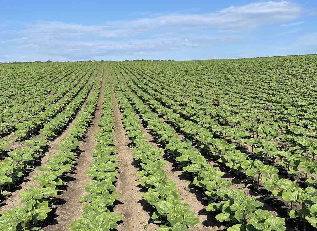 Șarban: Fermierii au început anul cu umiditate bună și culturi stabile - agroexpert.md