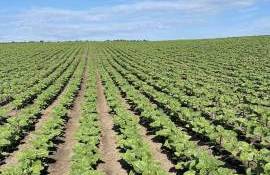 Șarban: Fermierii au început anul cu umiditate bună și culturi stabile - agroexpert.md