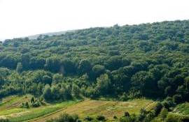 Reforma Agenției Moldsilva a ajuns în etapa de structurare a personalului silvic - agroexpert.md