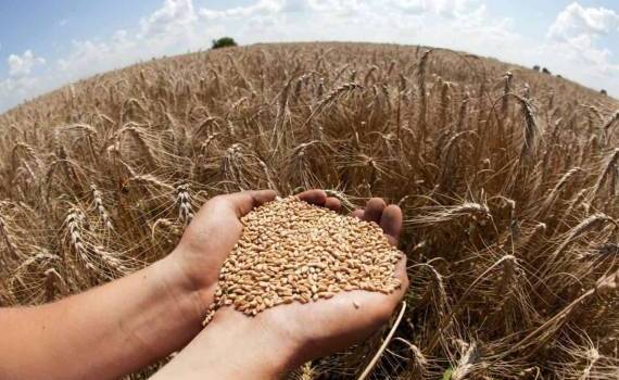 В Германии в 2026 году ожидается снижение урожая пшеницы - agroexpert.md