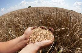 В Германии в 2026 году ожидается снижение урожая пшеницы - agroexpert.md
