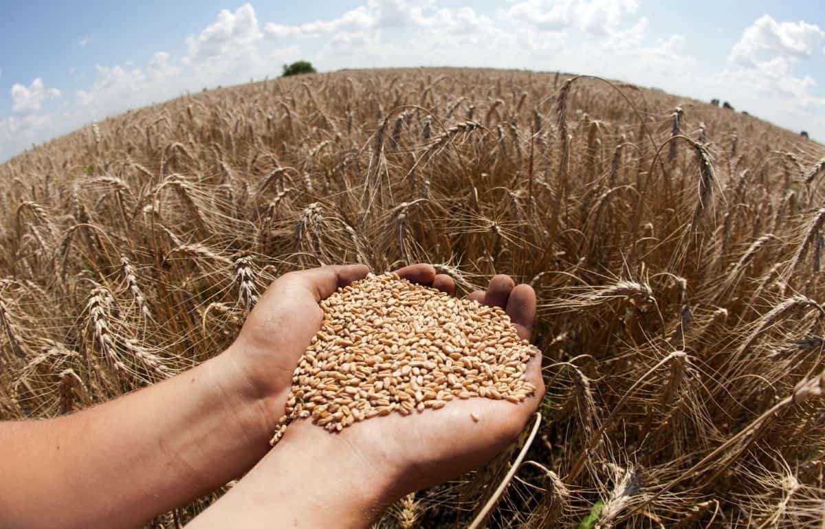 В Германии в 2026 году ожидается снижение урожая пшеницы - agroexpert.md