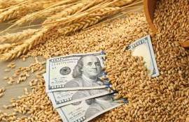 Рынок пшеницы между ростом и падением: на фоне китайских обещаний - agroexpert.md